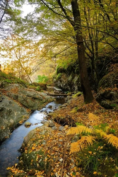 Herbstbaum in der Nähe eines Gebirgsflusses — Stockfoto