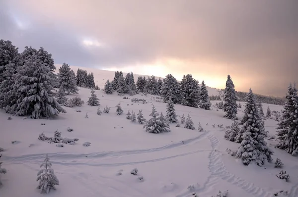 Magischer Blick auf den Winterpark in — Stockfoto