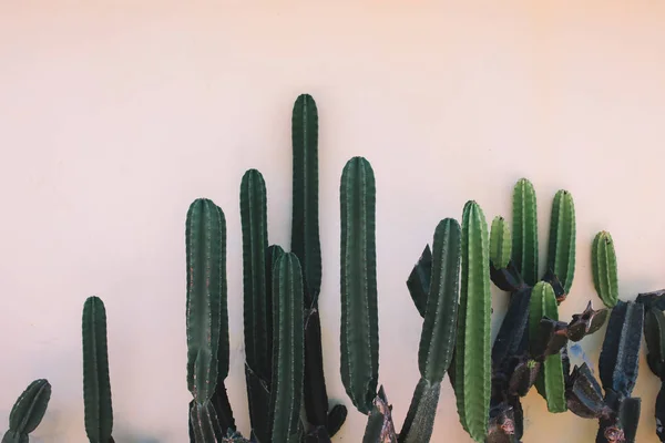 Green mexican cactuses
