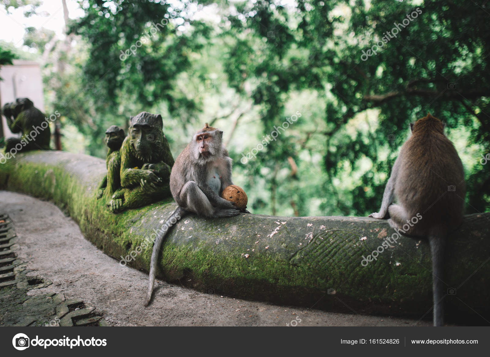 Macacos engraçados em uma árvore