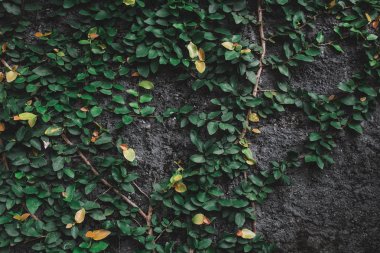 gri duvar entwining yaprakları