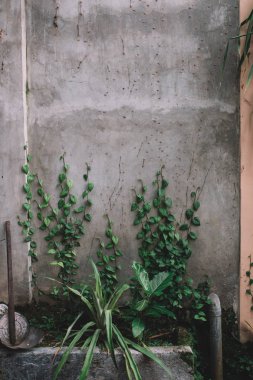duvara yeşil bitkiler