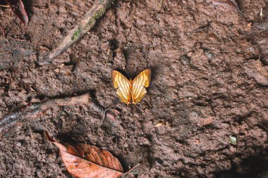 güzel sarı kelebek