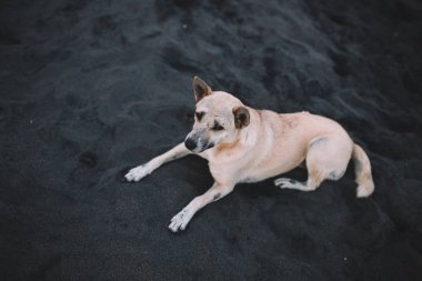 köpek ile siyah kum plaj