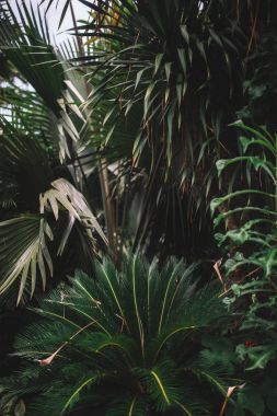 taze yeşil yapraklar