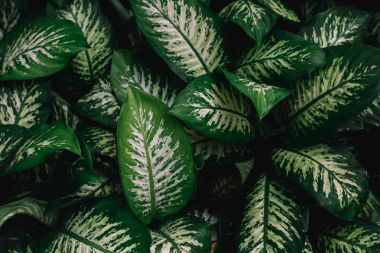 desenli yaprakları yeşil ve beyaz 