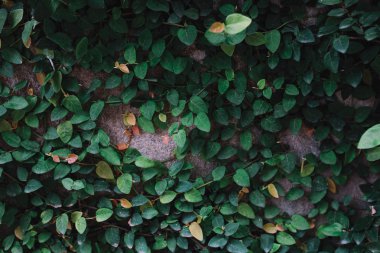 gri duvar entwining yaprakları