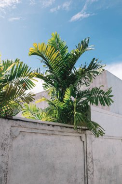 yemyeşil yeşil palmiye yaprakları