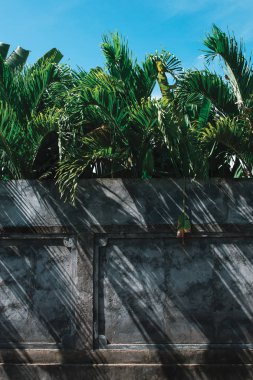 yemyeşil yeşil palmiye yaprakları