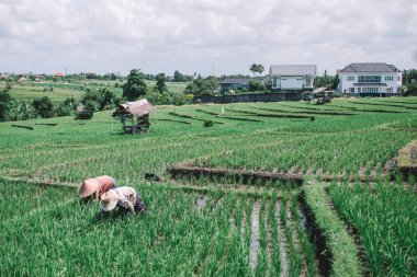 pirinç Teras işçi
