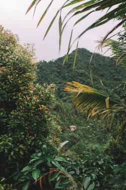 yemyeşil yeşil çalılar