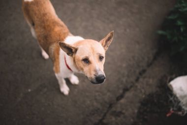 üzgün evsiz köpek 
