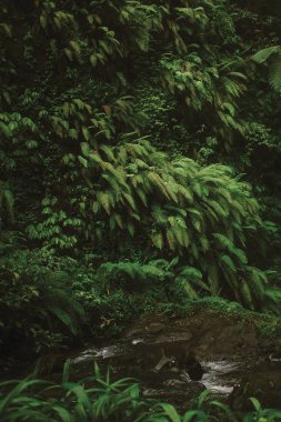 akış ve yemyeşil tropik bitki örtüsü