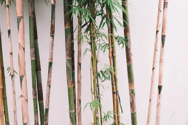 White wall and bamboo — Stock Photo, Image