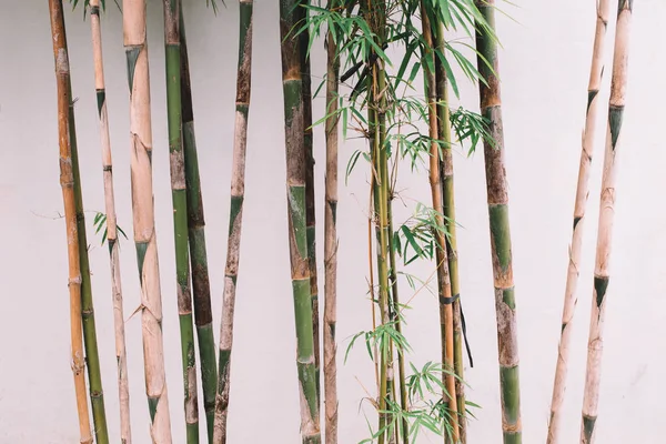 白い壁と竹 — ストック写真