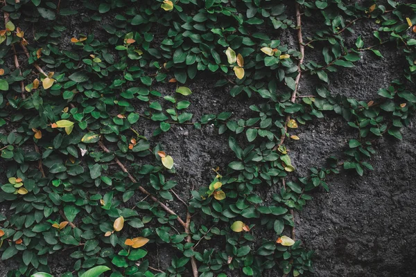 Leaves entwining grey wall — Stock Photo, Image