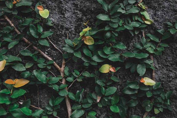 Leaves entwining grey wall — Stock Photo, Image