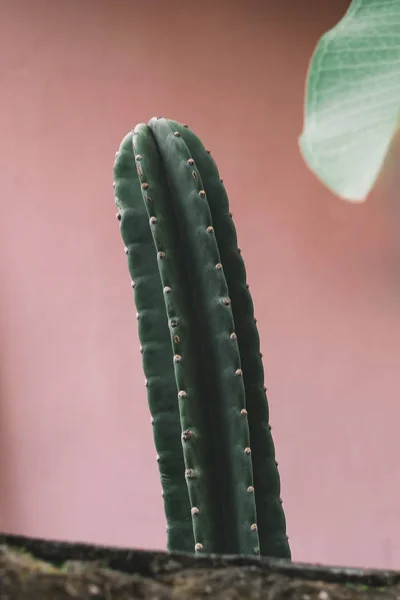 Big green cactus — Stock Photo, Image