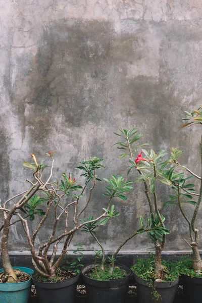 壁に緑の植物 — ストック写真