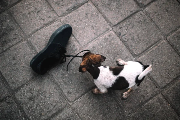 Cachorro brincando com a bota — Fotografia de Stock