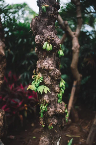 ジャングル クローズ_アップ 緑豊かな熱帯植物の木の幹 — ストック写真