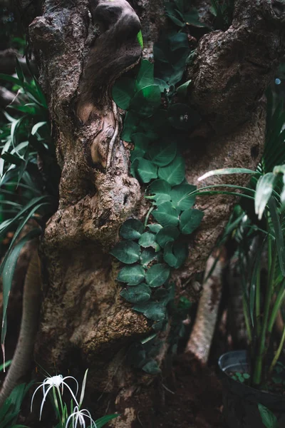 Fresh green leaves — Stock Photo, Image