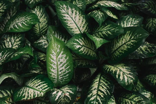パターン化された緑と白の葉 — ストック写真