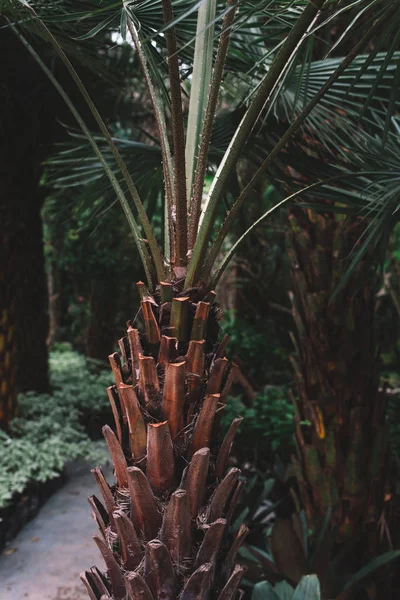Exotic palm tree — Stock Photo, Image