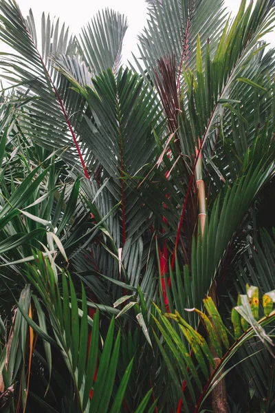 Green palm leaves — Stock Photo, Image