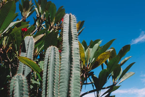 Green prickly cactus — Stock Photo, Image