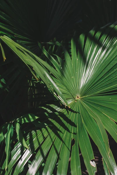Green palm leaf — Stock Photo, Image