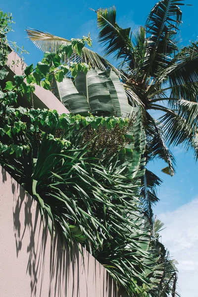 yemyeşil yeşil palmiye yaprakları