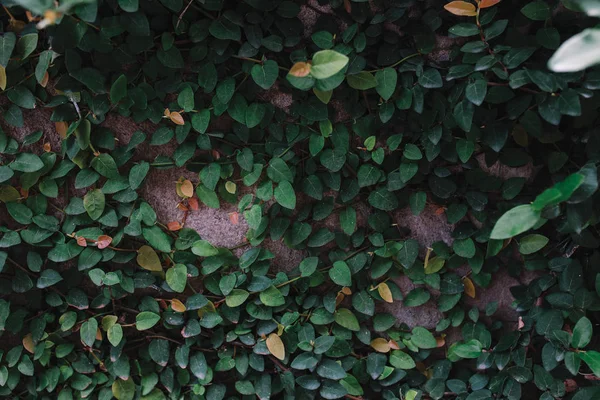 灰色の壁をまとって葉 — ストック写真
