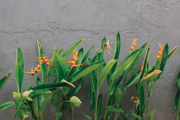 Exotic orange Strelitzia flowers — Stock Photo, Image