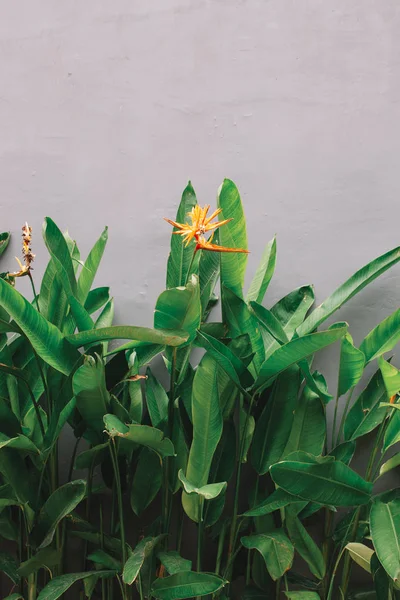 エキゾチックなオレンジ ストレチア花 — ストック写真