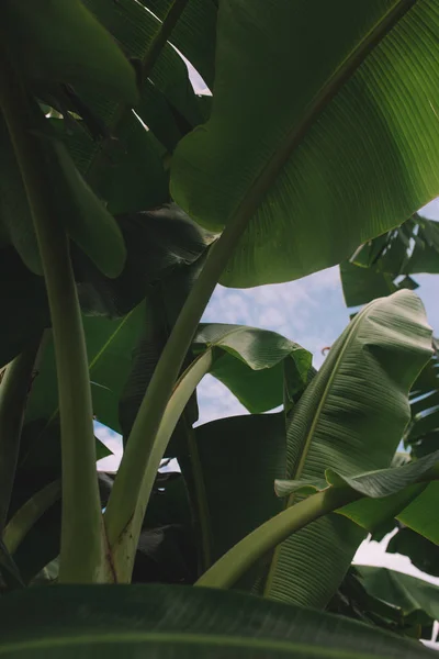 Green banana leaves — Stock Photo, Image