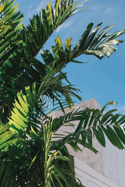 yemyeşil yeşil palmiye yaprakları