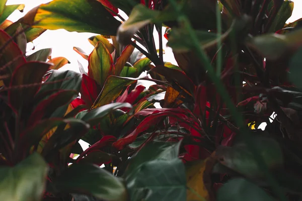 Green and purple leaves — Stock Photo, Image