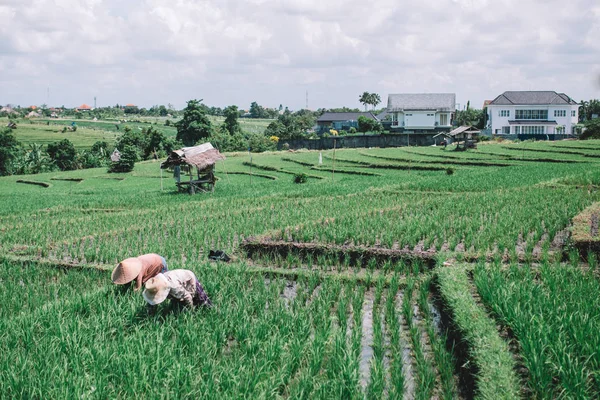 pirinç Teras işçi