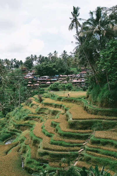 Ρύζι βεράντα στην Ινδονησία — Φωτογραφία Αρχείου