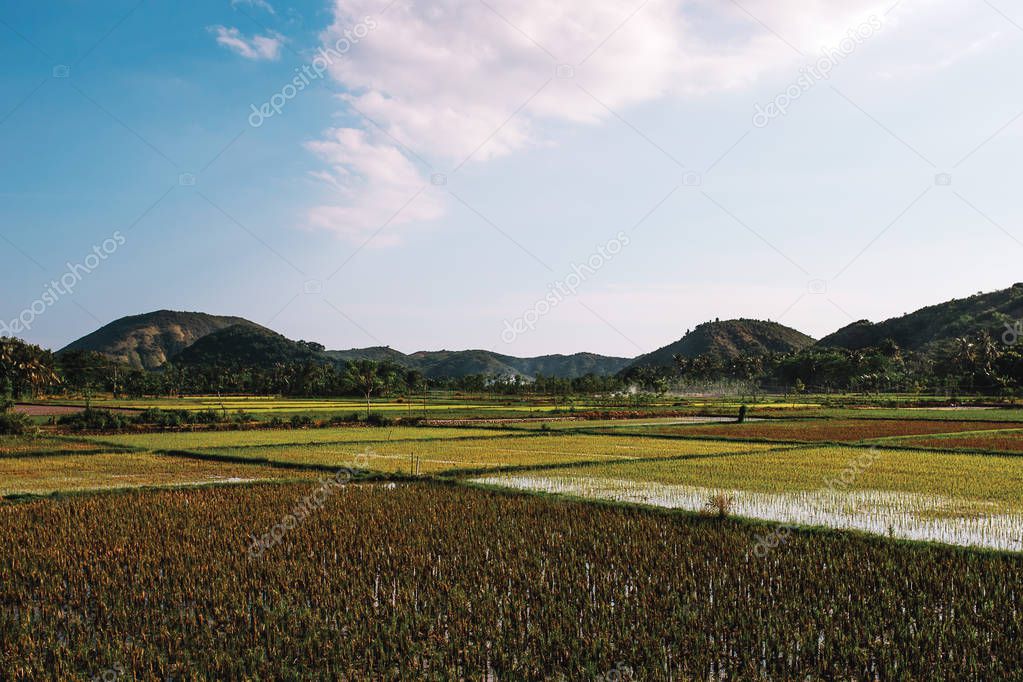 picturesque view of rice fields and mountains, Indonesia