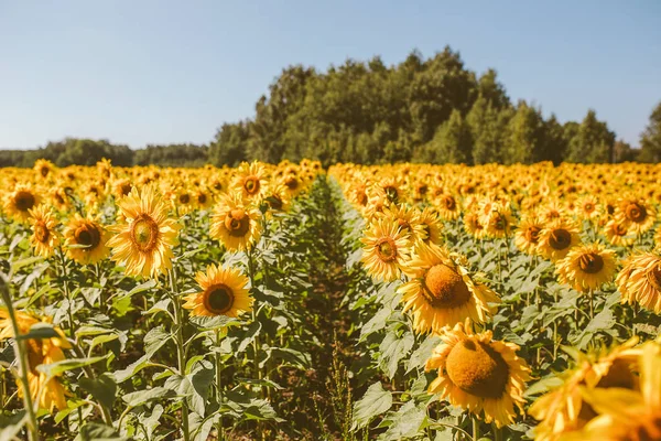 Solros fält sommar humör — Stockfoto