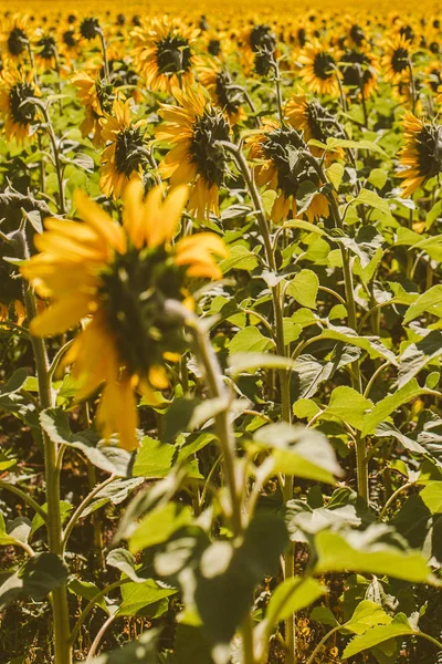 Campo de girassol durante a luz do sol — Fotografia de Stock