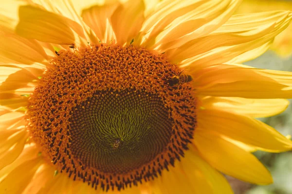 Solros fält under solsken — Stockfoto