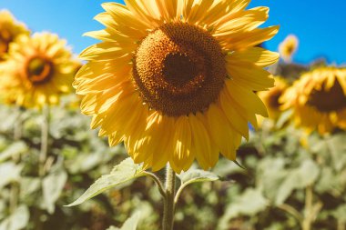 Ayçiçeği alan güneş sırasında 