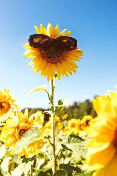 Solros fält under solsken — Stockfoto