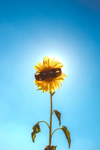 Campo de girassol durante a luz do sol — Fotografia de Stock