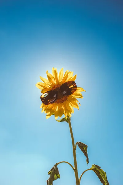 Соняшникове поле під час сонячного світла — стокове фото