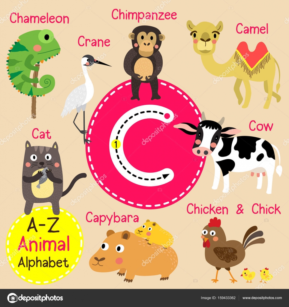 귀여운 어린이 동물원 알파벳 C 문자 추적 벡터 일러스트 영어 어휘를 학습 하는 아이 들을 위한 재미 있은 동물 만화. 스톡 ...