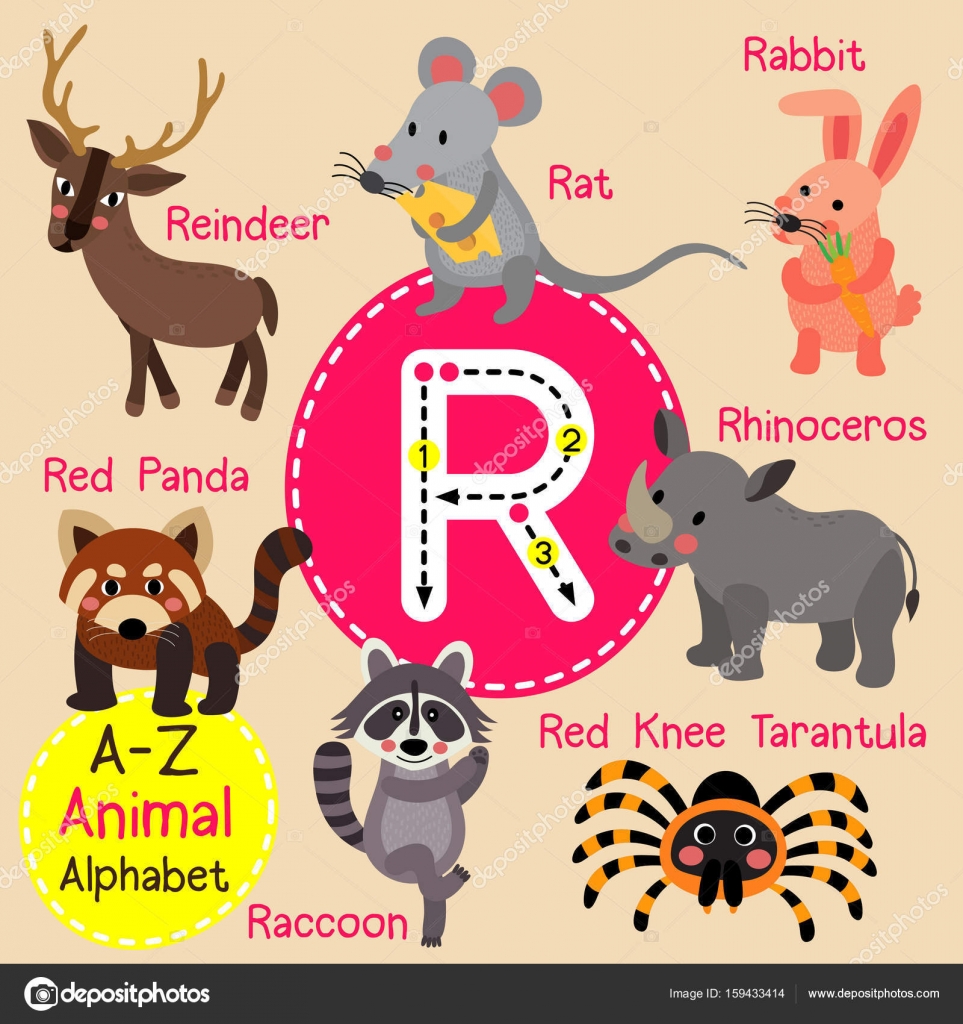 Cute children zoo alphabet R letter tracing of funny animal cartoon for kids learning English vocabulary vector illustration. Stock Vector Image by ©natchapohn #159433414 Cute children zoo alphabet R letter tracing of funny animal cartoon for kids learning English vocabulary vector illustration. Stock Vector Image by ©natchapohn #159433414